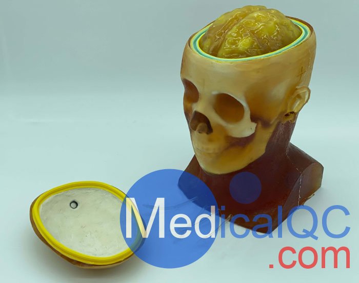 HD-C03成人頭模，HD-C03血管造影頭模，HD-C03頭部模體