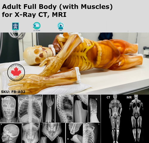 FB-A02成人全身模體,FB-A02全身CT模型，適用于X射線，CT,MRI