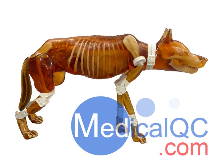 Dog Phantom，牧羊犬模體，牧羊犬模型
